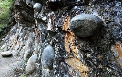 صخره سنگی که هر ۳۰ سال تخم می‌گذارد + تصاویر