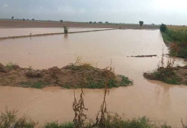 بارندگی 424 میلیارد ریال به مزارع دزفول خسارت زد