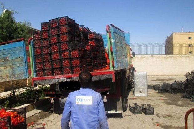 یک محموله گوجه فرنگی قاچاق در مرز سومار کشف شد