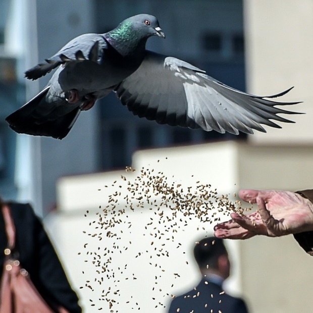 عکس/ کبوتری در میدان