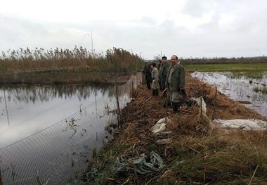 عملیات جمع آوری دام های هوایی در لاهیجان