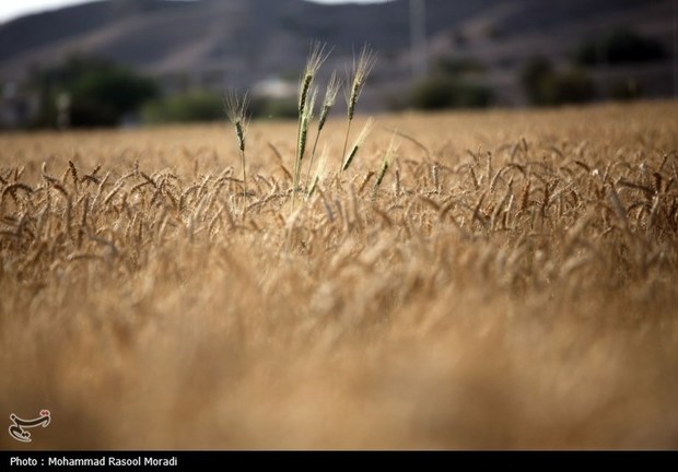 قیمت خرید تضمینی گندم به‌زودی نهایی خواهد شد + جزییات