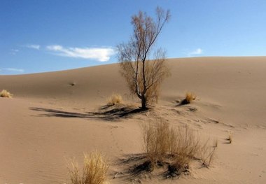 طرح بیابانزدایی 20 هزارهکتار درسمنان اجرا می شود