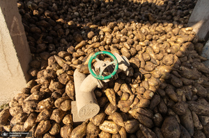 شوق شیرین تولید شکر / کارگران تولید قند و شکر