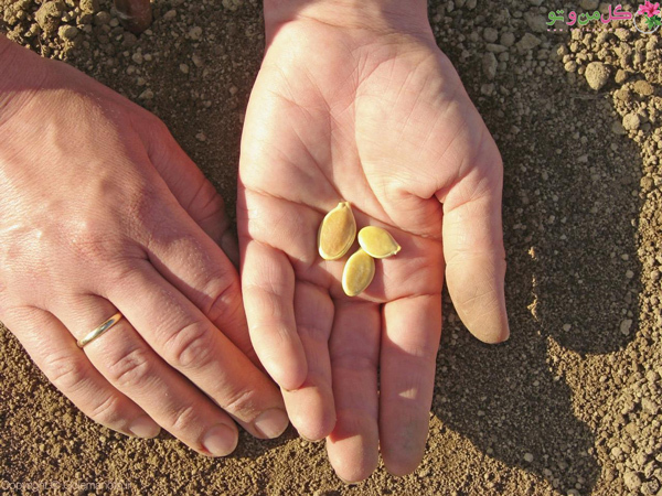 کاشت بذر کدو حلوایی