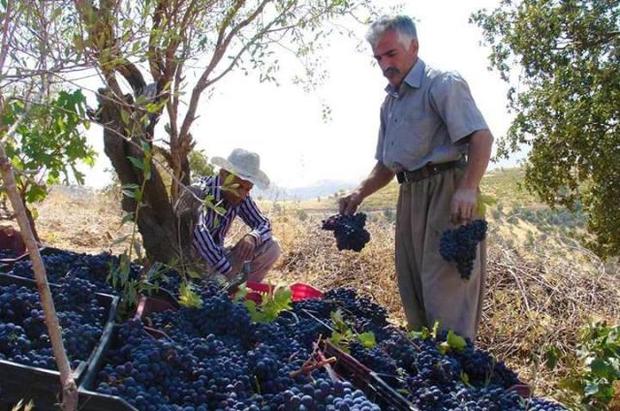 دلالان، روزگار انگور سیاه کردستان را تیره کردند