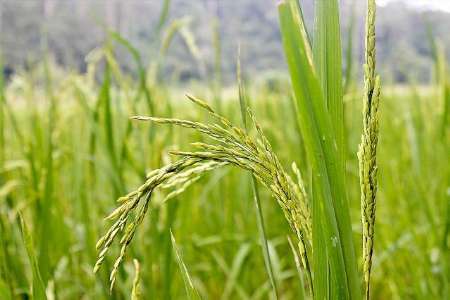 نخستین خوشه های برنج در مزارع شالیزاری املش نمایان شد