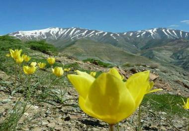 بیش از 8 هزار گونه گیاهی در ایران شناسایی شد