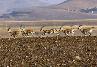 آهوان دشت سهرین ظرفیتی برای جذب گردشگر به زنجان است