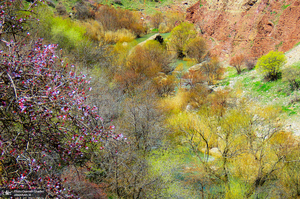 تنگه لی لی دورود