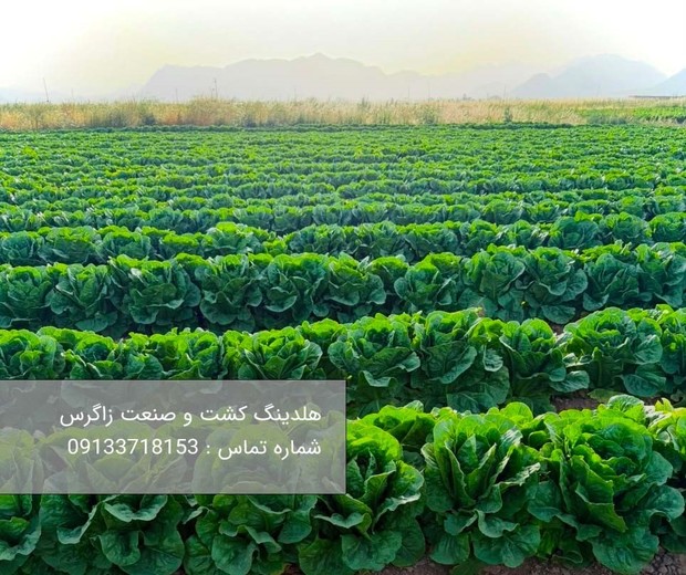 خرید کاهو رومانو صادراتی هلدینگ کشت و صنعت زاگرس 