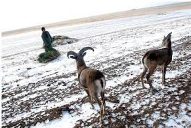 برف و کولاک، آهوان سهرین را بر سر سفره محیط زیست گرد آورد