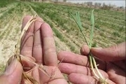 خسارت خشکسالی به 30 درصد زمین های زیر کشت غلات در خراسان رضوی
