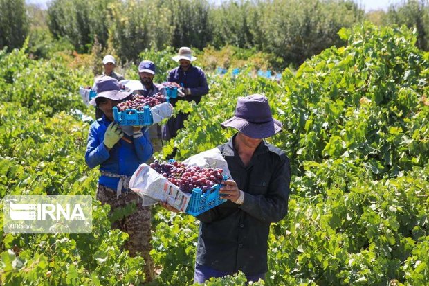 ۲۴۰ فرصت اشتغال روستایی در خمین فراهم شد