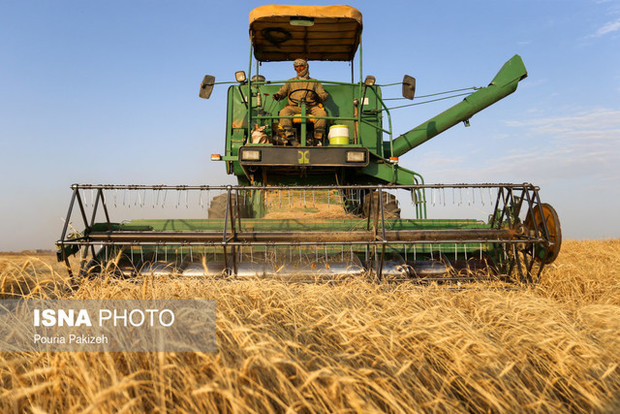 کاهش ۵۰ درصدی خرید گندم در سال زراعی