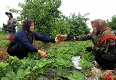 آغاز برداشت توت فرنگی در فومن  ایجاد اشتغال فصلی برای 100 نفر