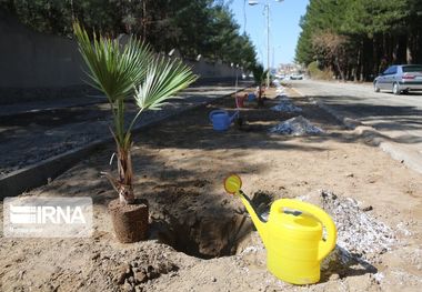 مدیرکل منابع طبیعی: توزیع نهال در اصفهان تا پایان سال ادامه دارد