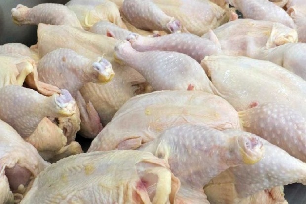 نرخ مرغ در خلخال کاهش یافت
