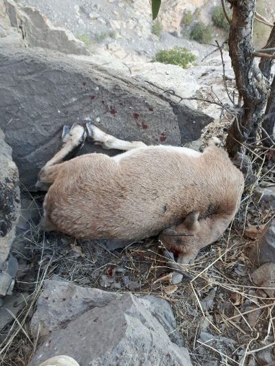 دستگیری شکارچی متخلف بز وحشی در لرستان