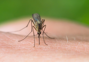 چرا نیش حشرات در تابستان خطرناک است؟