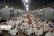 رشد ۱۰ درصدی تولید گوشت مرغ در سیستان و بلوچستان