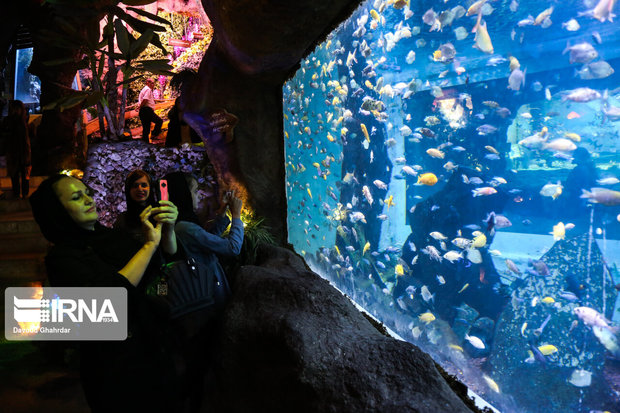 سالانه ۶۷ میلیون قطعه ماهی زینتی در اصفهان تولید می‌شود