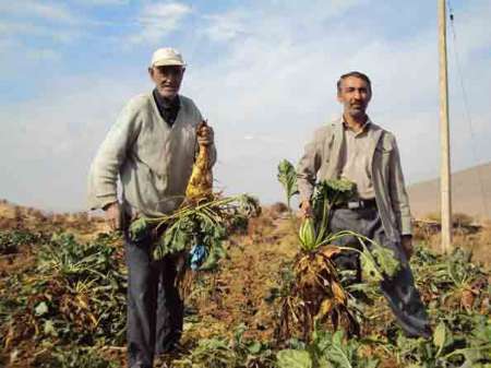 فصل بلاتکلیفی چغندرکاران اسدآباد