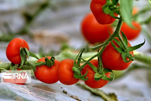 اجرای طرح «محصول سالم» در ۲۲ سایت گوجه‌فرنگی میاندوآب