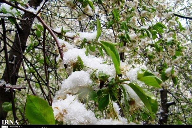 سرما یک هزار میلیارد تومان به اراضی کشاورزی تهران خسارت زد