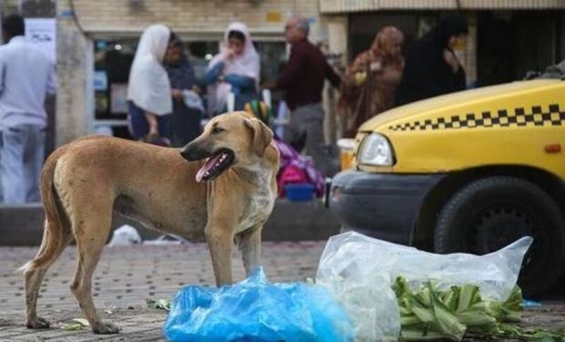 سگ ولگرد ۲ دانش‌آموز را در بندر ترکمن مصدوم کرد