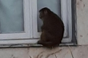 حمله میمون بازیگوش در شمال به آرایشگاه زنانه + عکس
