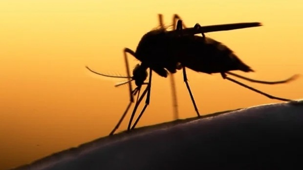 درمان مالاریا با مدل ریاضی
