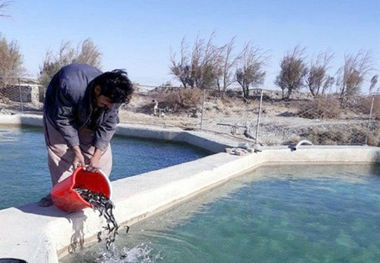 بیش‌از ۱۳۰ هزار بچه ماهی سردآبی در سیستان و بلوچستان توزیع شد