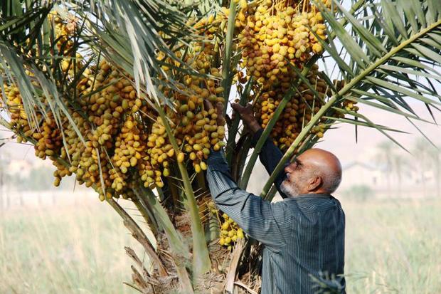 برداشت خرما از نخلستان های قصرشیرین آغاز شد