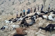 100 راس گوسفند در بوئین زهرا تلف شدند