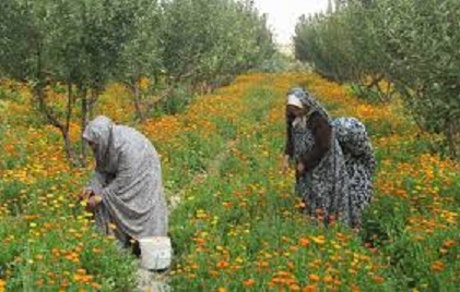 افزایش30هکتاری کشت گیاهان دارویی در مناطق عشایری چهارمحال وبختیاری