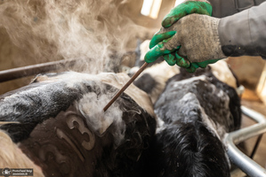 کارگران دامپروری؛ ستون‌های سلامت و آبادانی کشور