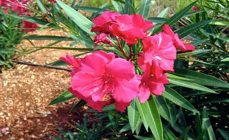 افرادی که مشکل قلب دارند از این گیاه دوری کنند
