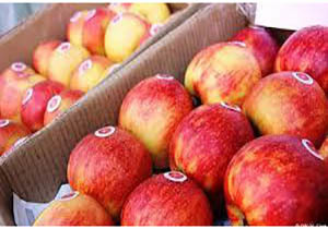 صادرات ۱۳۵ هزارتنی سیب آذربایجان غربی