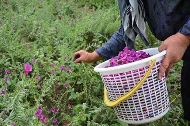 اروپایی ها برای سرمایه گذاری در گیاهان دارویی آمادگی دارند