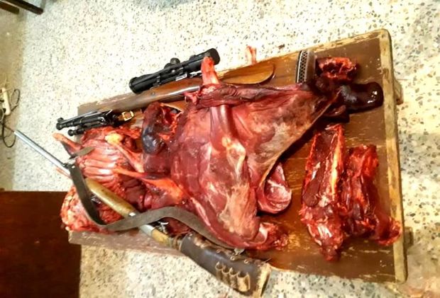شکارچی سه راس کل و بز وحشی در جیرفت دستگیر شد