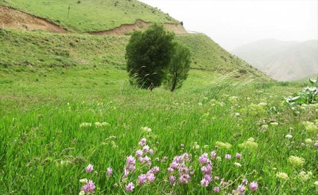بیش از 2 هزار گونه گیاهی در استان اصفهان شناسایی شده است