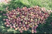 پیش بینی خرید تضمینی حدود200 تن سیب درجه سه باغداران بروجرد