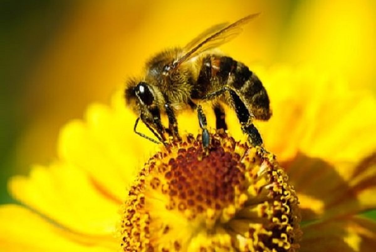 درمان سرطان سینه با زهر زنبور عسل