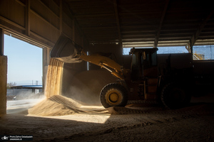 کارگران تولید روغن؛ قهرمانان بی ادعای امنیت غذایی