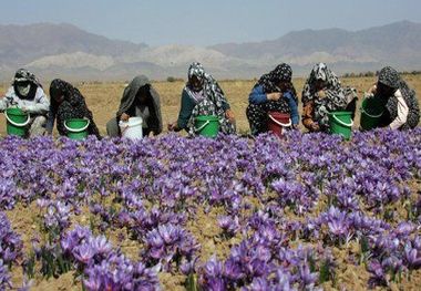 فرهنگ کسب و کار بین بانوان روستایی باید احیا شود