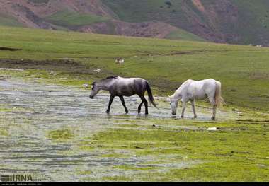 حفظ زیستگاه مهمترین اصل پایداری تنوع زیستی است