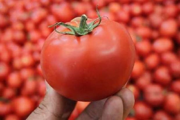 مطالبات گوجه‌فرنگی کاران کردستان پرداخت شد