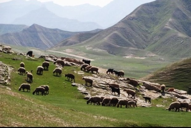 عشایر از ورود دام بیش از ظرفیت مراتع جلوگیری کند