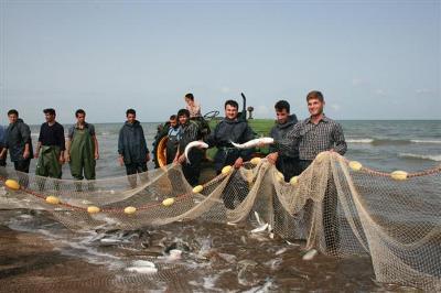 صید 140 تن انواع ماهیان استخوانی در سواحل بندرکیاشهر